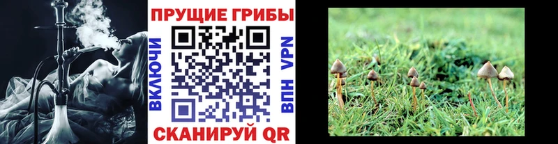 Псилоцибиновые грибы Psilocybine cubensis Полярный